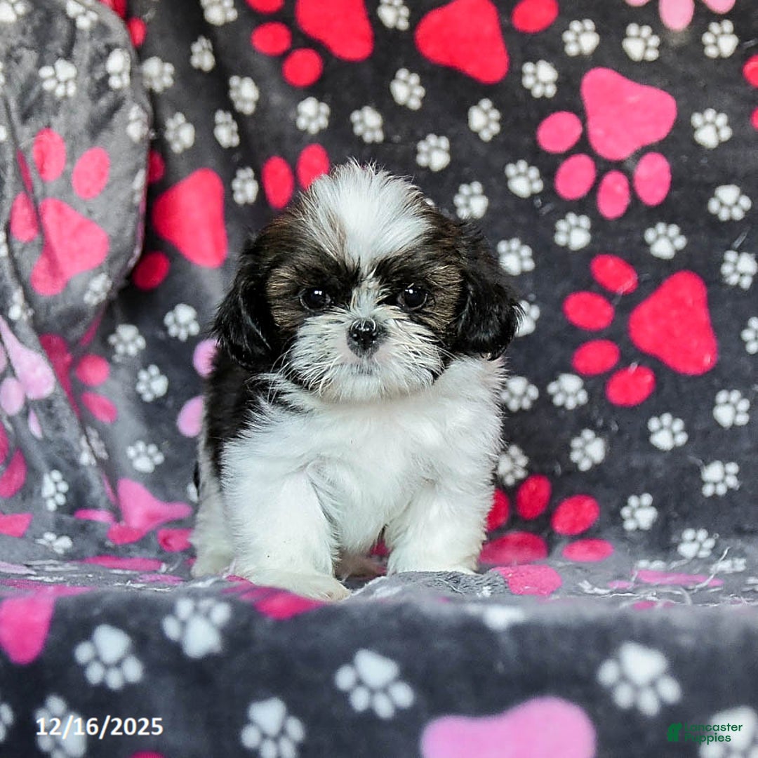 Shih Tzu dogs for sale: Mint - Ad 3