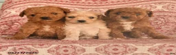 Maltipoo dogs for sale: Domino - Ad 3