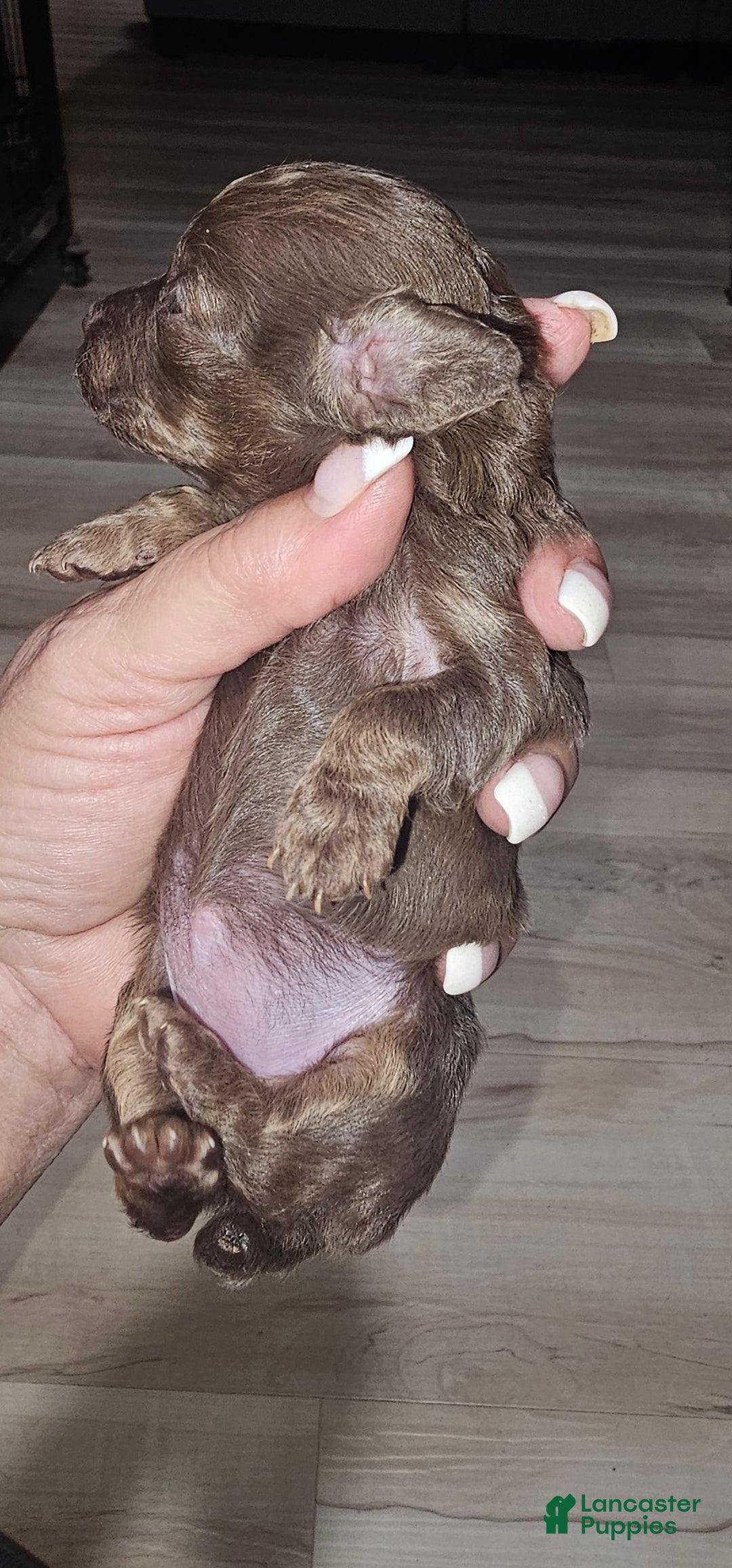 Toy Poodle dogs for sale: Kunzy's girl - Ad 3