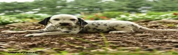 Dalmatian dogs for sale: Jasper - Ad 2