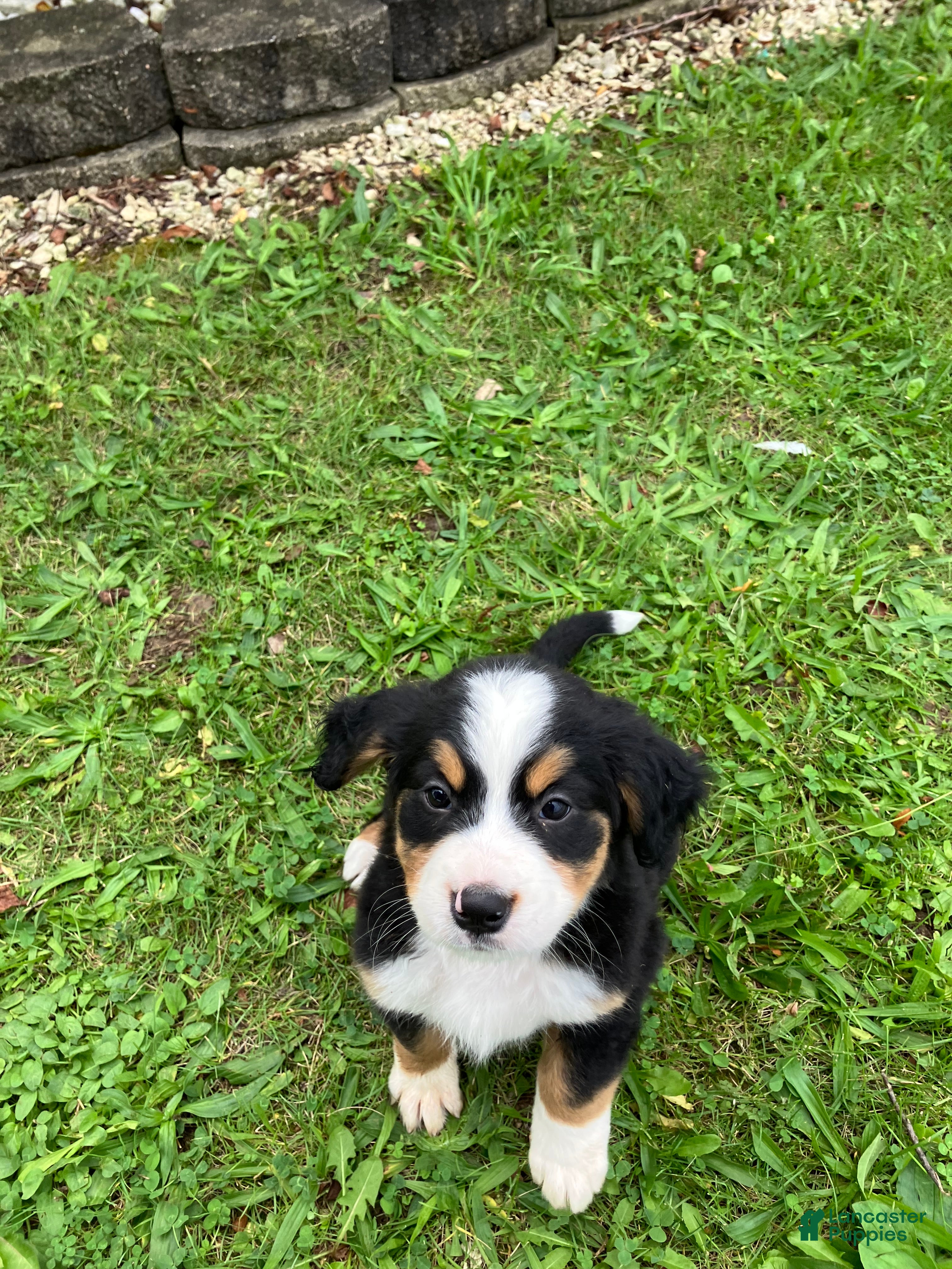 Bernese Mountain Dog dogs Akc Melissa - Ad 1