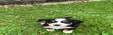 Akc Melissa