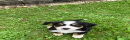 Bernese Mountain Dog dogs for sale: Akc Melissa - Ad 1