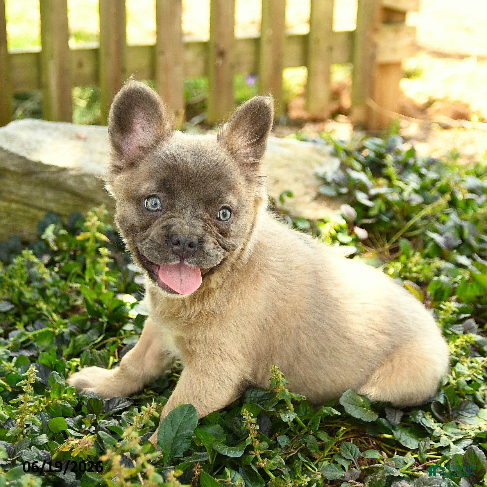 French Bulldog dogs Gretel - Ad 2