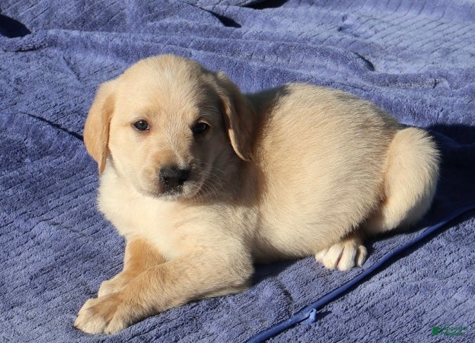 Labradoodle dogs Chip - Ad 1
