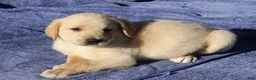 Labradoodle dogs for sale: Chip - Ad 1