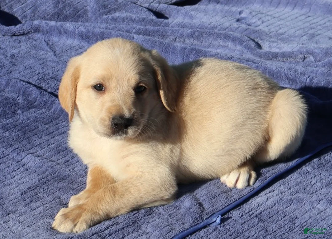 Labradoodle dogs for sale: Chip - Ad 1