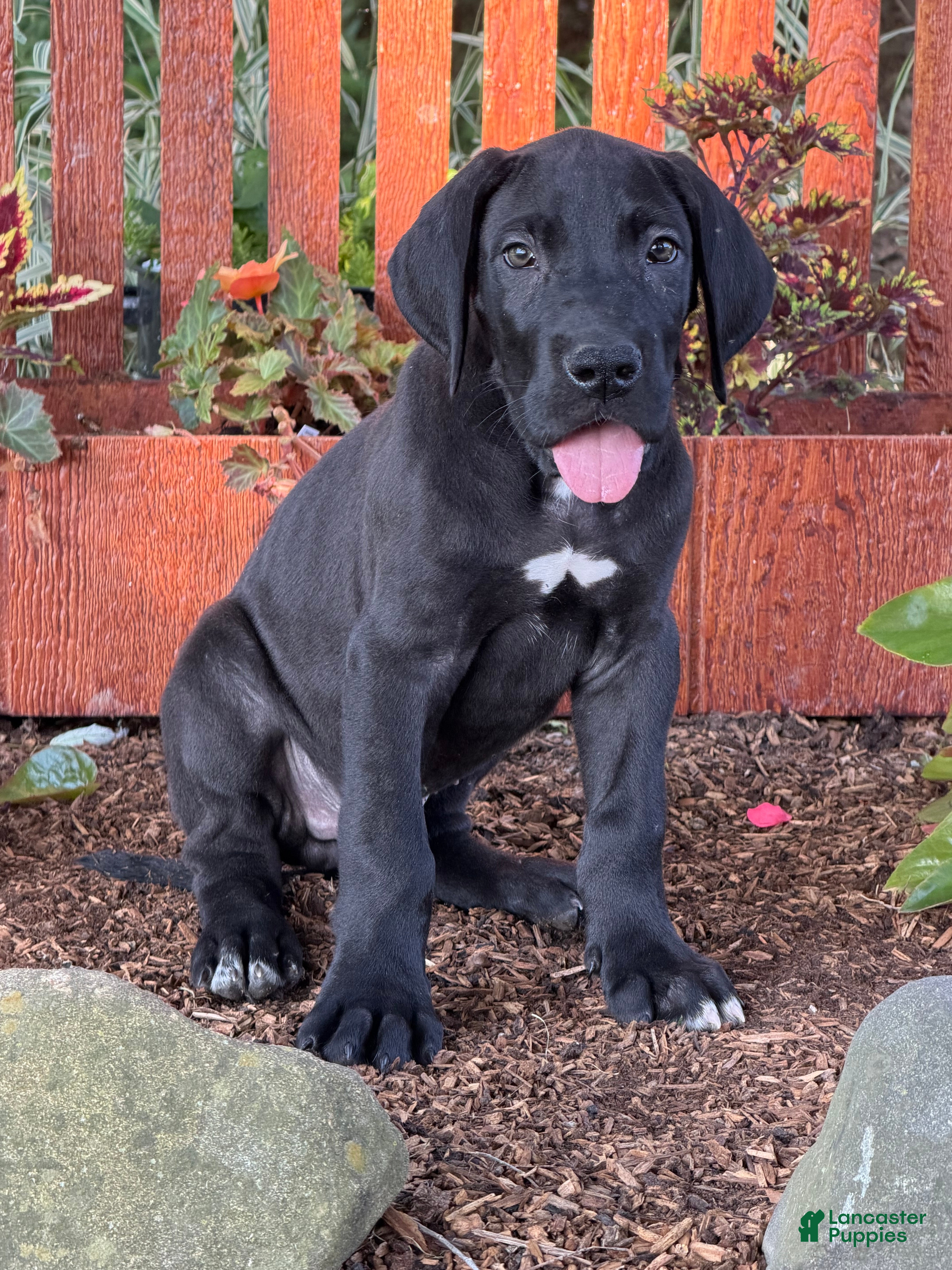 Great Dane dogs Philip Great Dane  - Ad 2