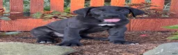 Great Dane dogs for sale: Philip Great Dane  - Ad 6