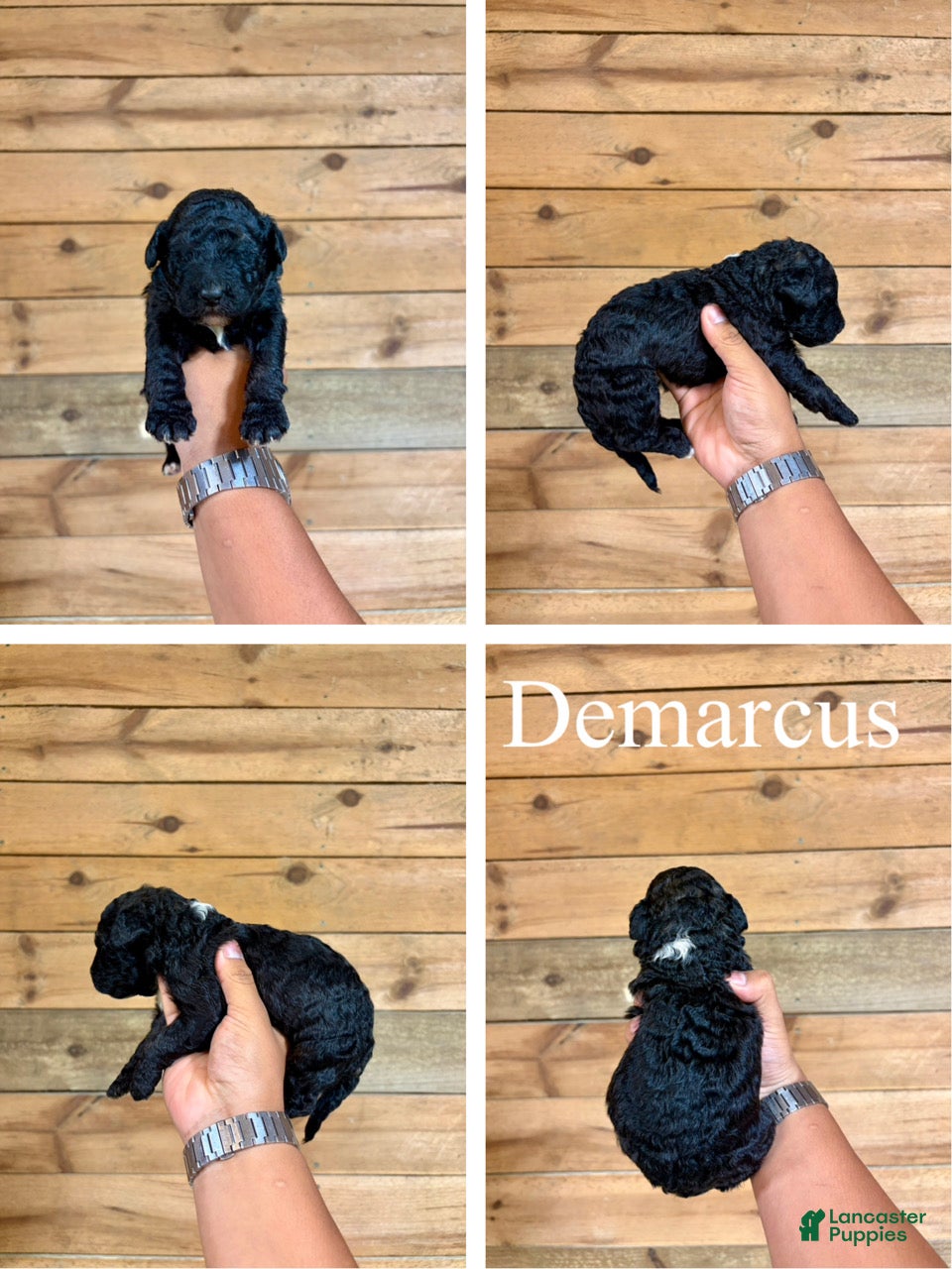 Bernedoodle dogs Demarcus - Ad 1