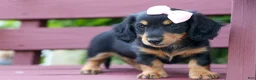 Miniature Dachshund dogs for sale: Tessa 💞 - Ad 17