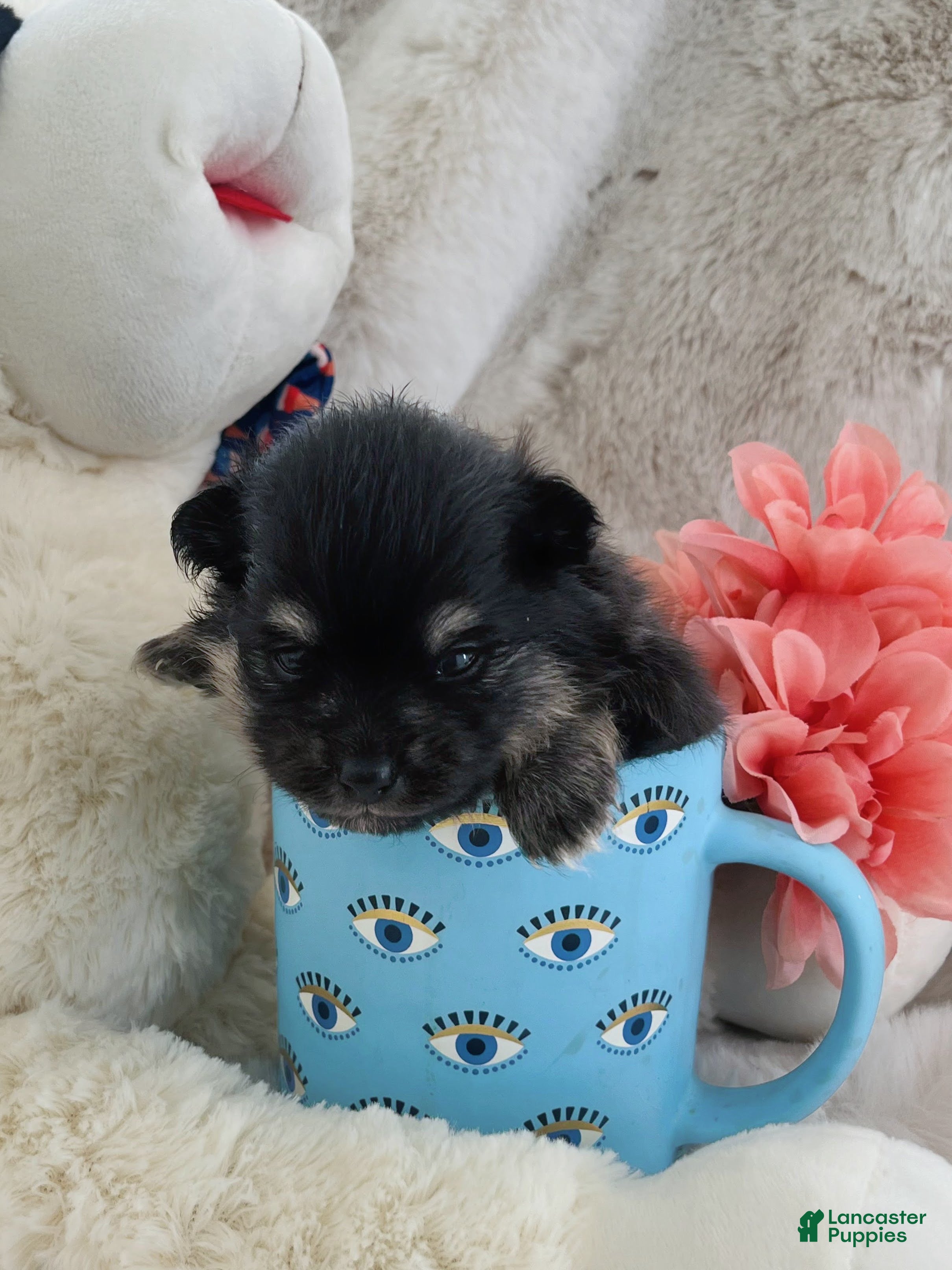Pomeranian dogs Pomeranian 3 - Ad 1