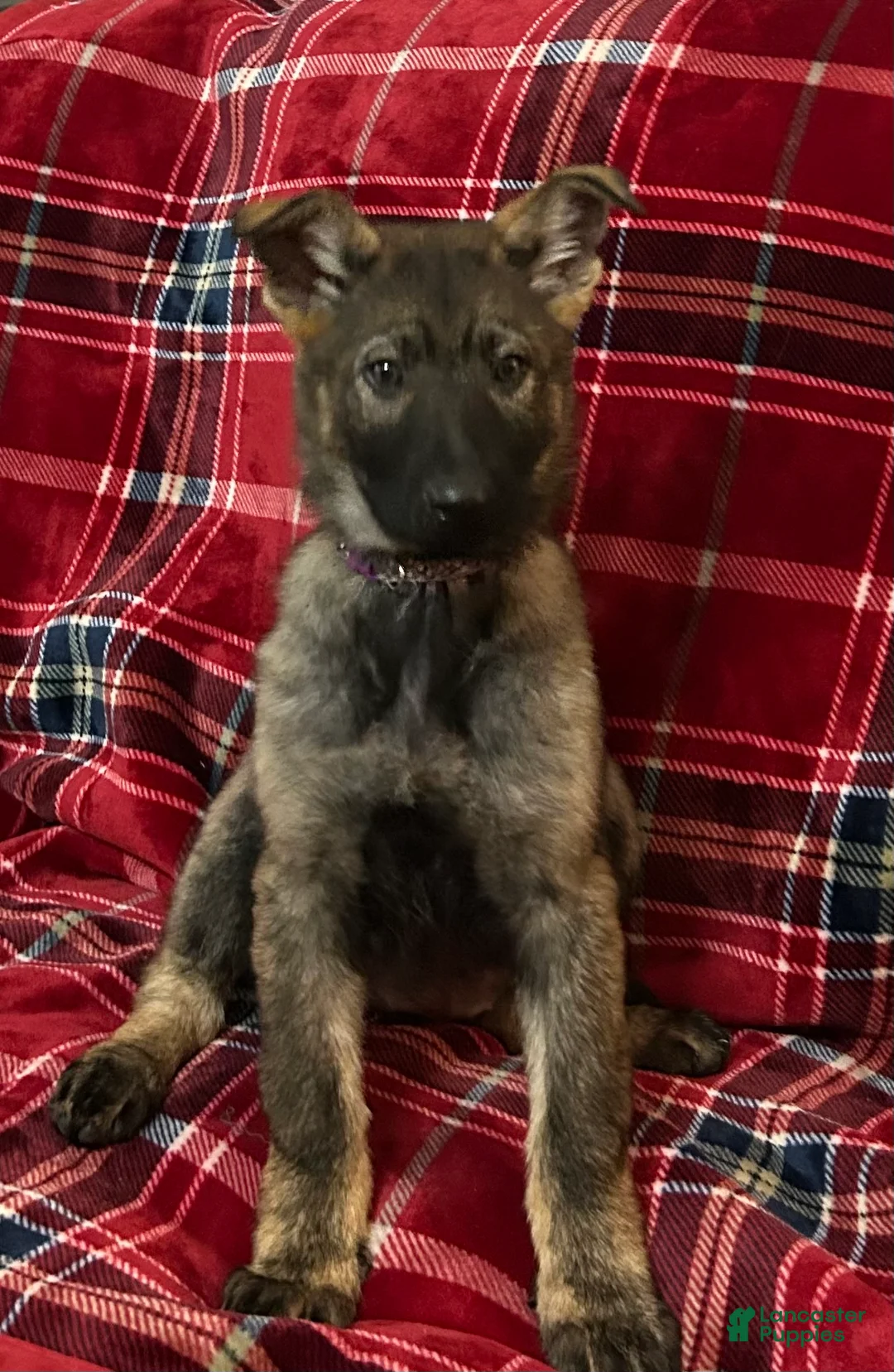 German Shepherd dogs for sale: Willow/Cody Teal - Ad 3