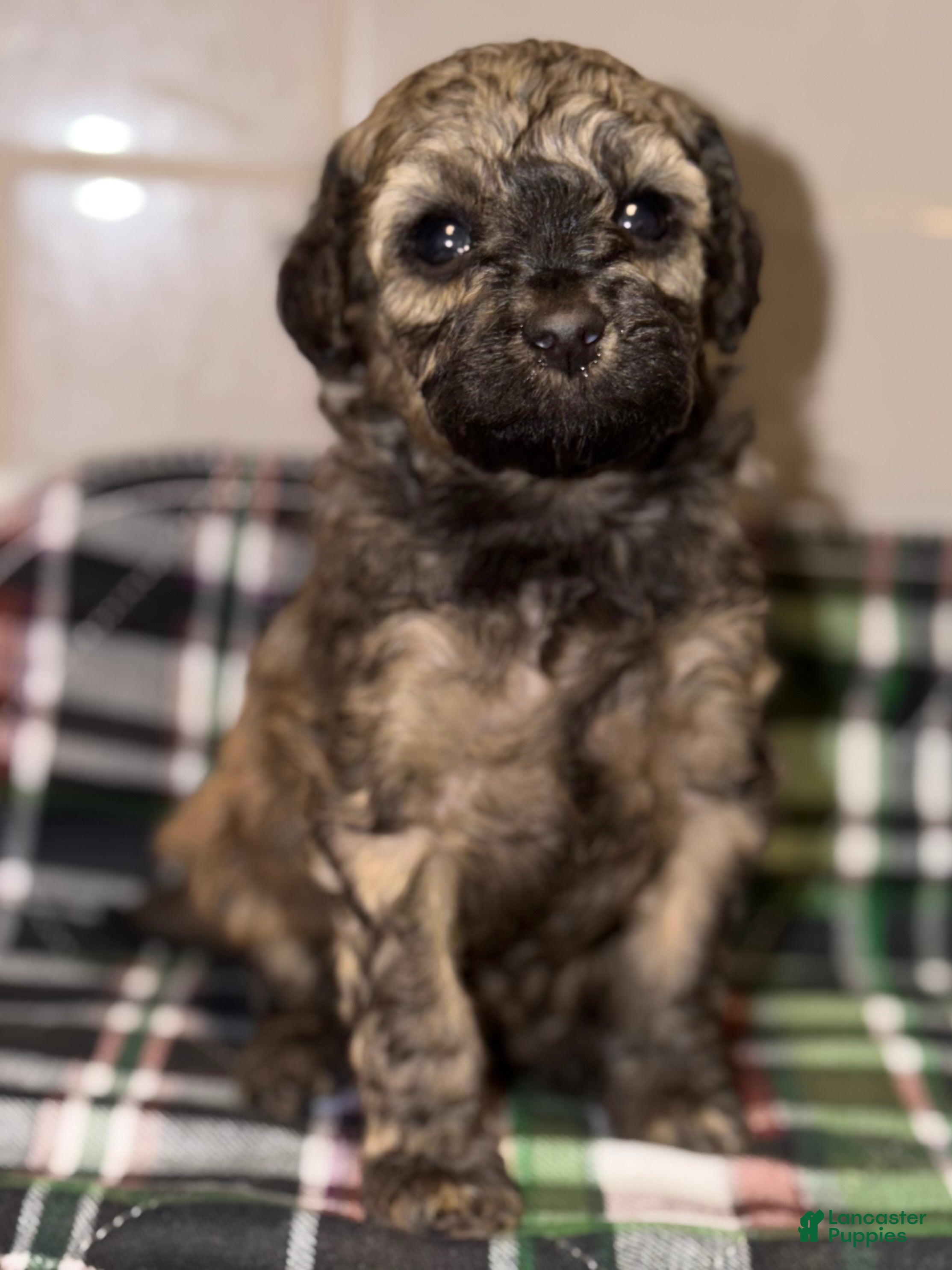 Toy Poodle dogs Venice  - Ad 1