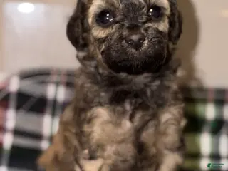 Toy Poodle dogs for sale: Venice - Ad 3