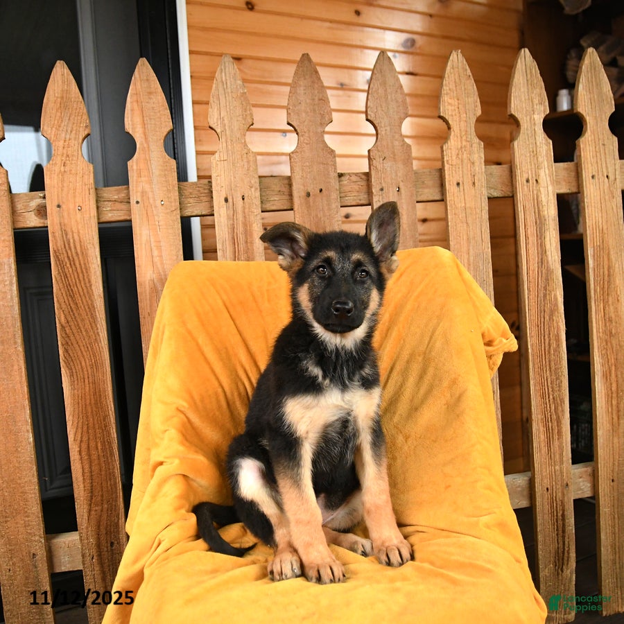 German Shepherd dogs Queenie - Ad 12