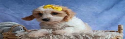 Cavachon dogs for sale: RUBY - Ad 10