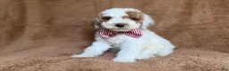 Miniature Poodle dogs for sale: Pierce - Ad 6