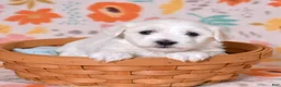 Coton De Tulear dogs for sale: Lilly - Ad 7