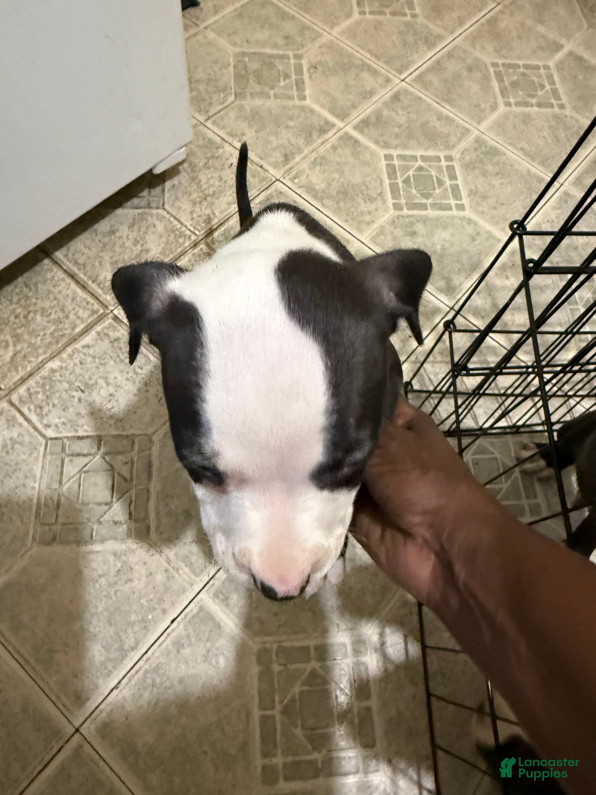 American Pit Bull Terrier dogs for sale: Snoop - Ad 1