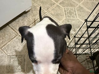 American Pit Bull Terrier dogs for sale: Snoop - Ad 1