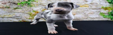 Cujo