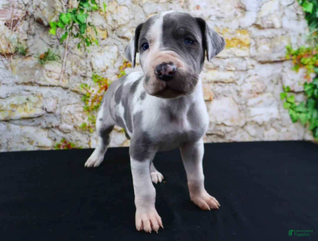 Great Dane dogs for sale: Cujo - Ad 1