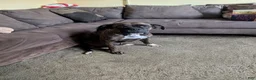 Boxer dogs for sale: White male - Ad 3