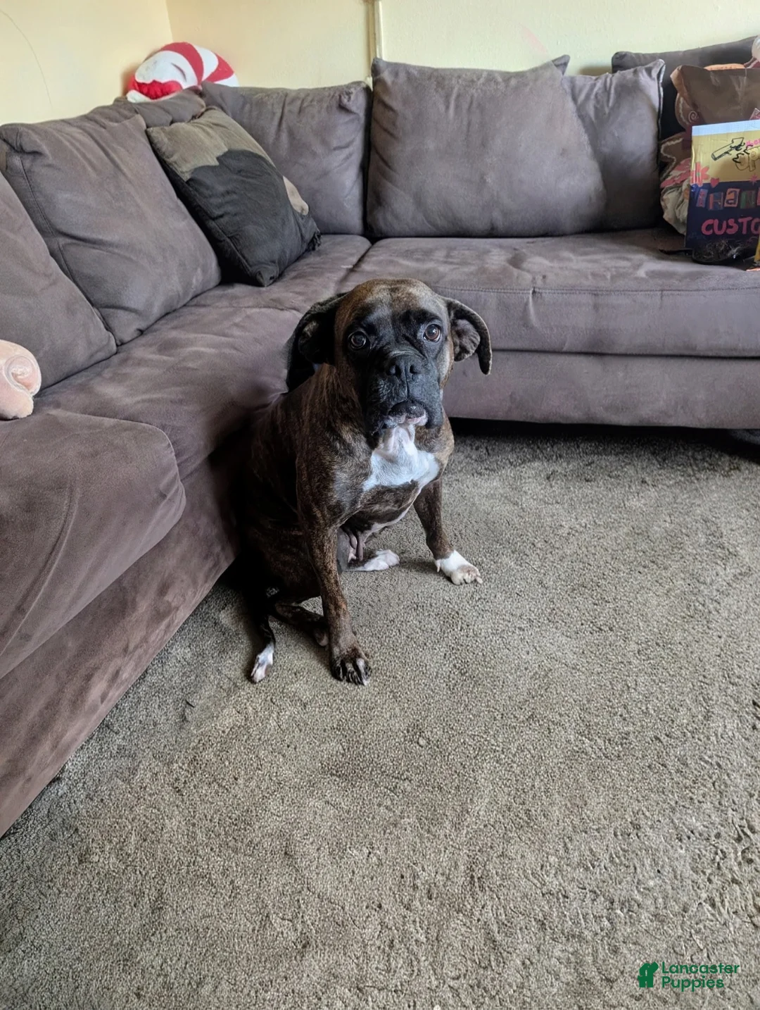 Boxer dogs for sale: White male - Ad 3