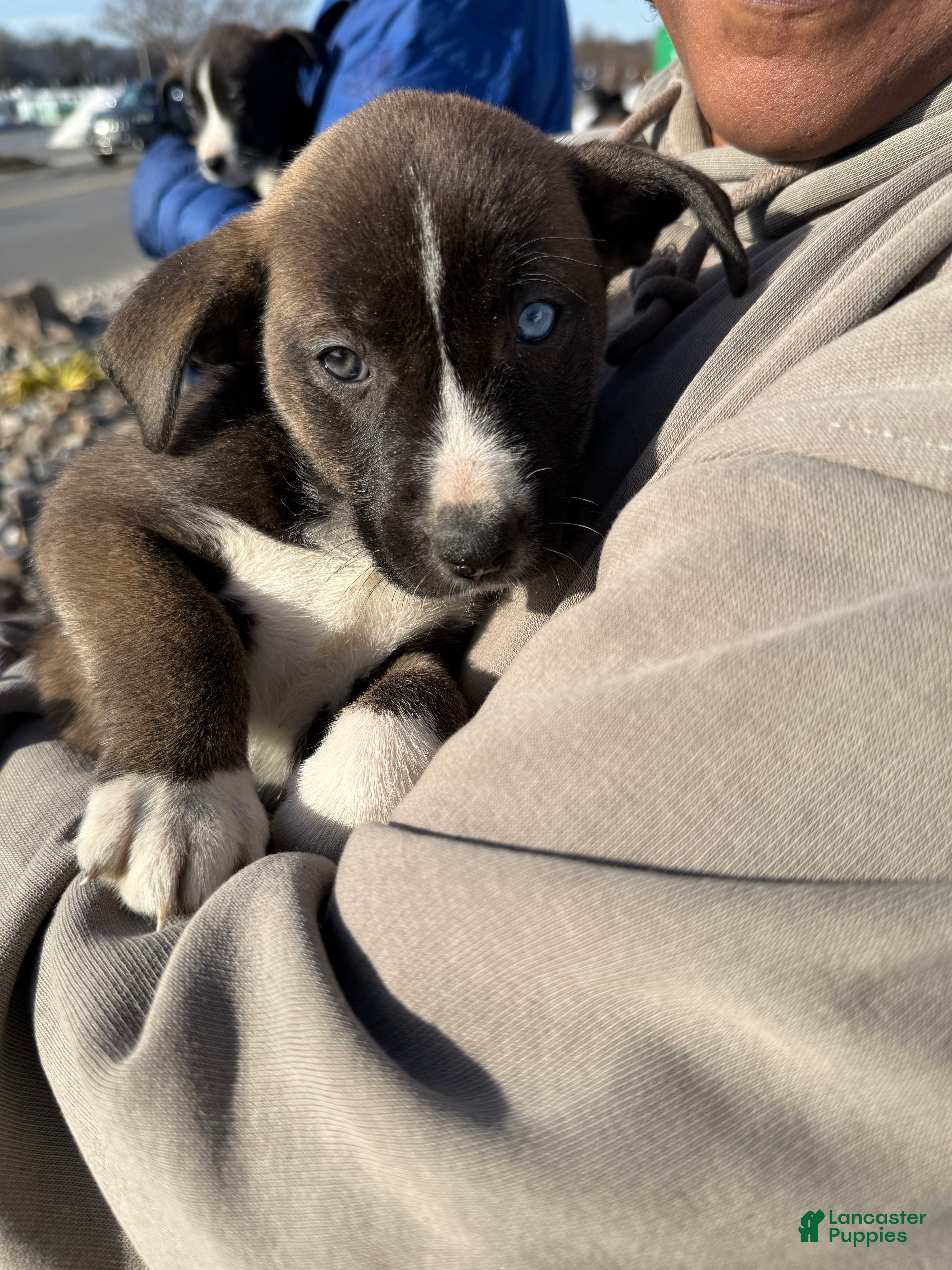 Pitsky dogs Pitsky Puppy 4 - Ad 1