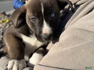 Pitsky dogs Pitsky Puppy 4 - Ad 1