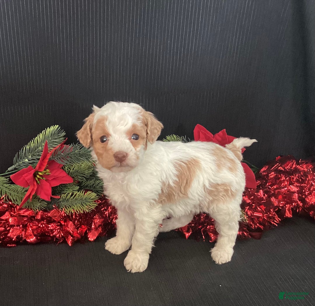 Mini Goldendoodle dogs for sale: Wiggles - Ad 2