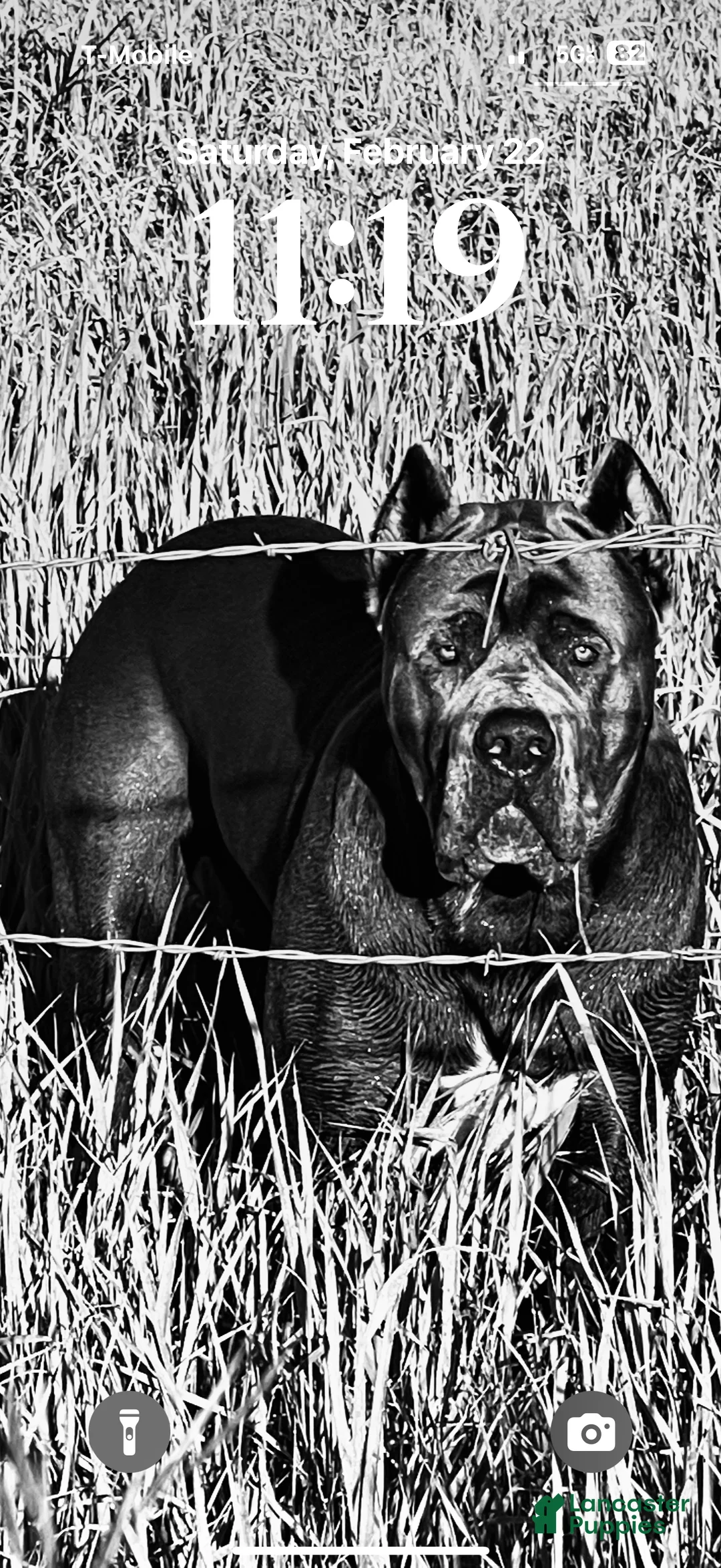 Mixed Breed dogs for sale: Mixed Breed Puppy 2 - Ad 12