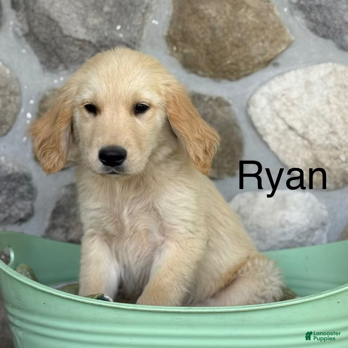 Golden Retriever dogs Ryan - Ad 1