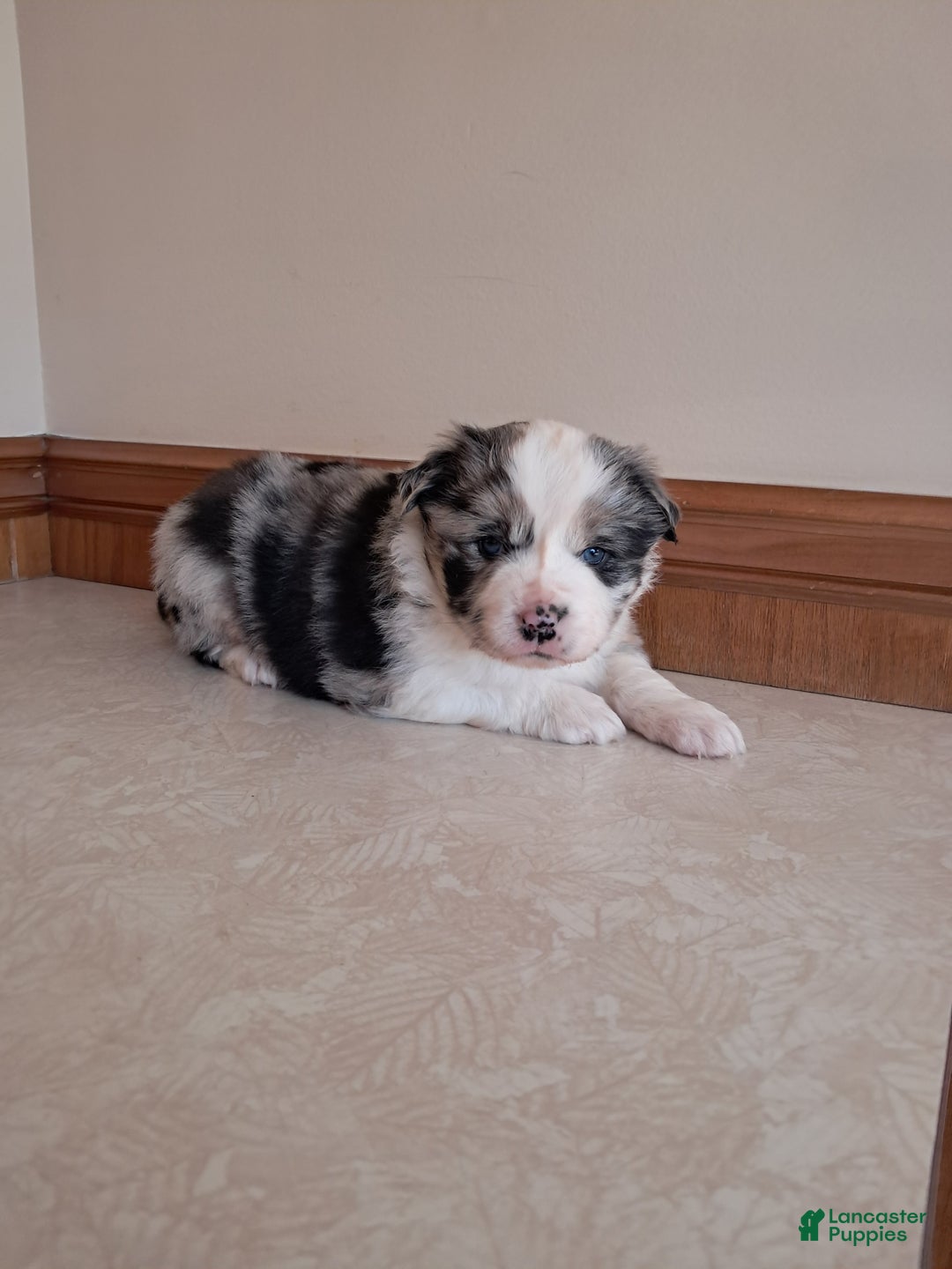 Miniature Australian Shepherd dogs for sale: Miniature Australian Shepherd Puppy 2 - Ad 1