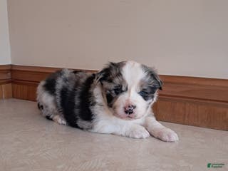 Miniature Australian Shepherd dogs Miniature Australian Shepherd Puppy 2 - Ad 40