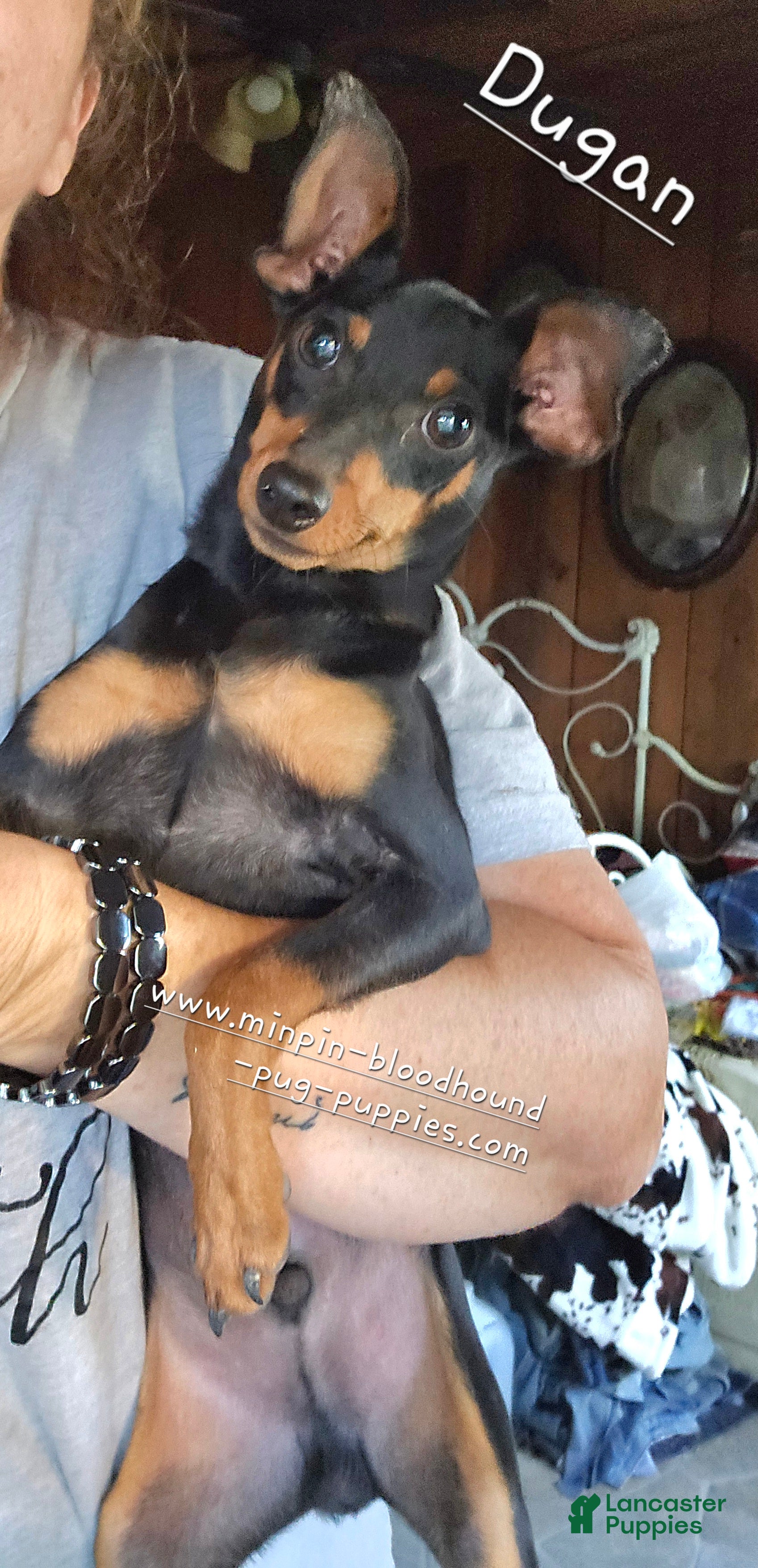 Miniature Pinscher dogs Dugan black and rust - Ad 1