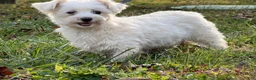 Maltese dogs for sale:  Tilly - Ad 11