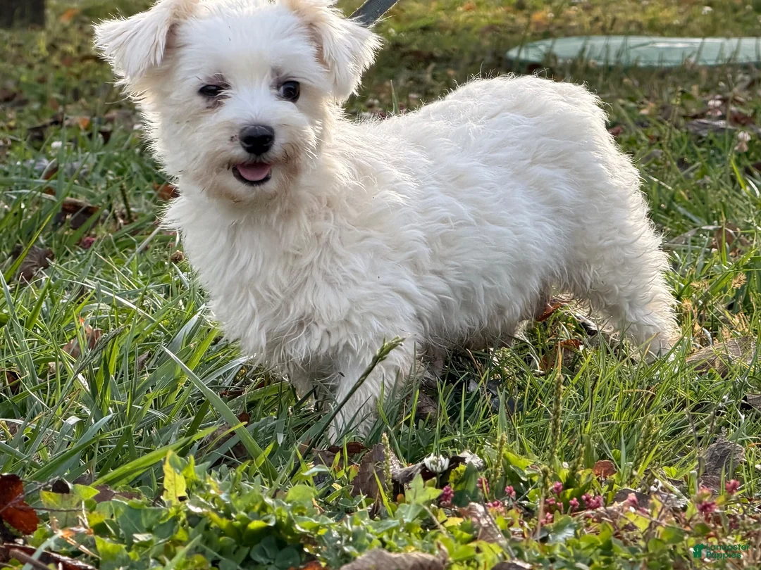 Maltese dogs for sale:  Tilly - Ad 11