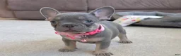 French Bulldog dogs for sale: Tasha Video Ad - Ad 5