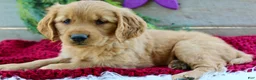 Golden Retriever dogs for sale: Allie - Ad 2