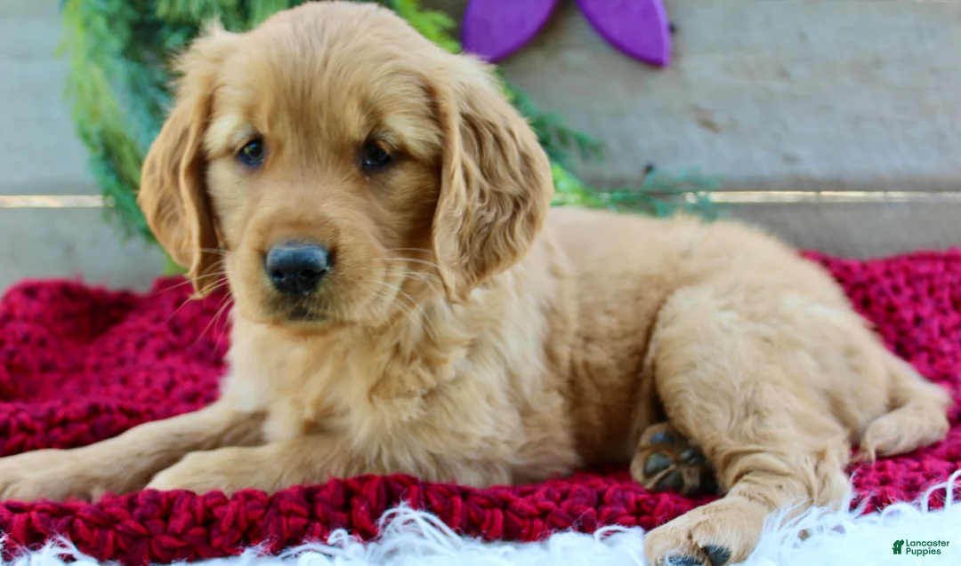 Golden Retriever dogs for sale: Allie - Ad 2