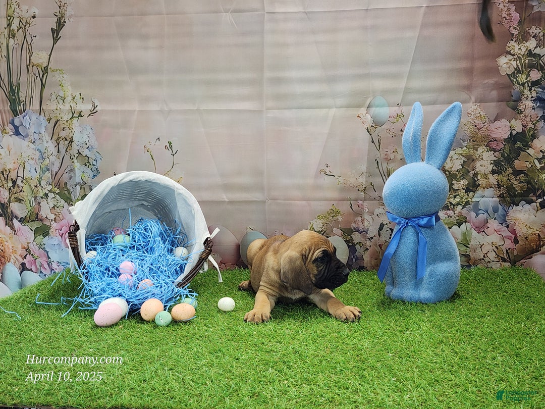 Mixed Breed dogs for sale: 2025 Bloodahoula Male 1 "Huck" - Ad 19