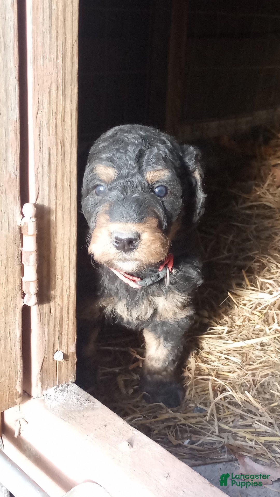 Bernedoodle dogs for sale: Bernedoodle Bella - Ad 5