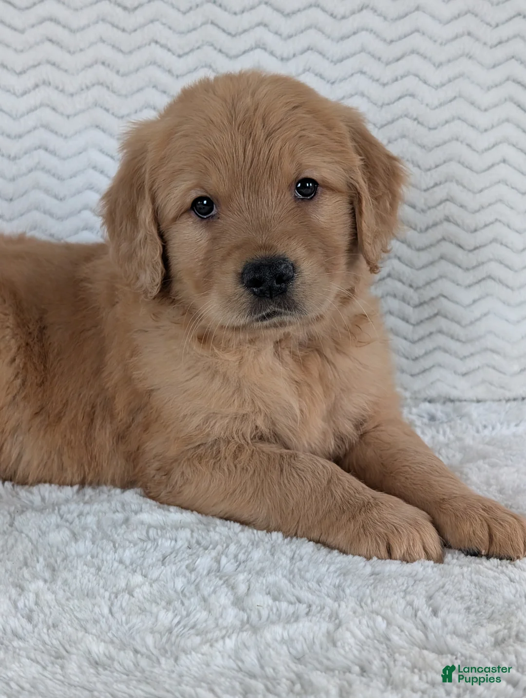 Golden Retriever dogs for sale: Parker  - Ad 10