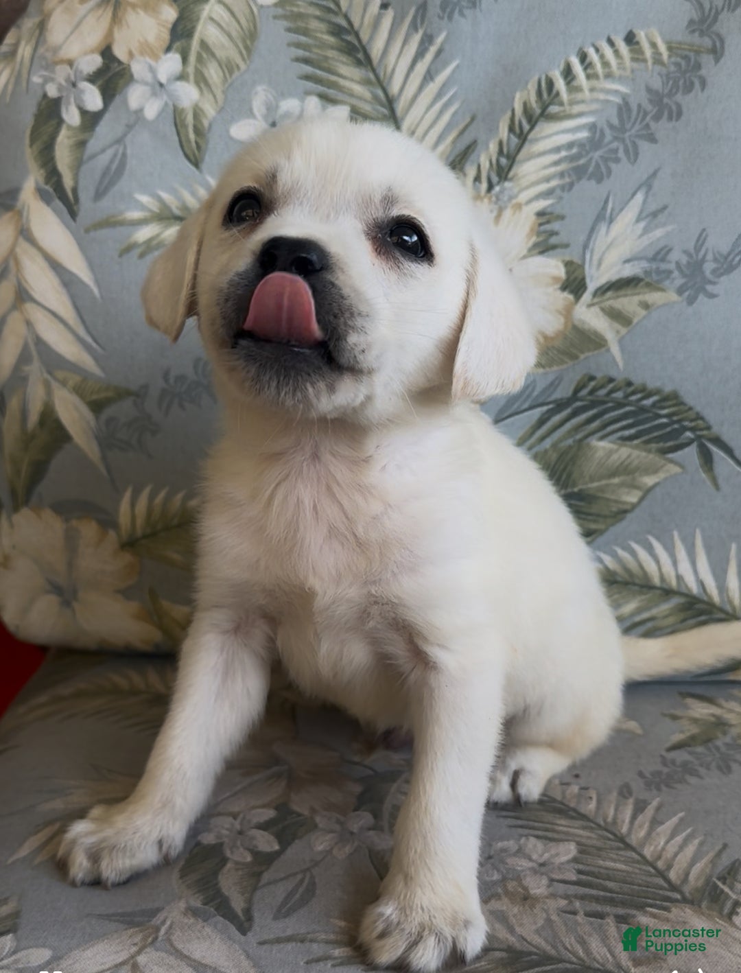 Labrador Retriever dogs for sale: Labrador Retriever Male Seth - Ad 5