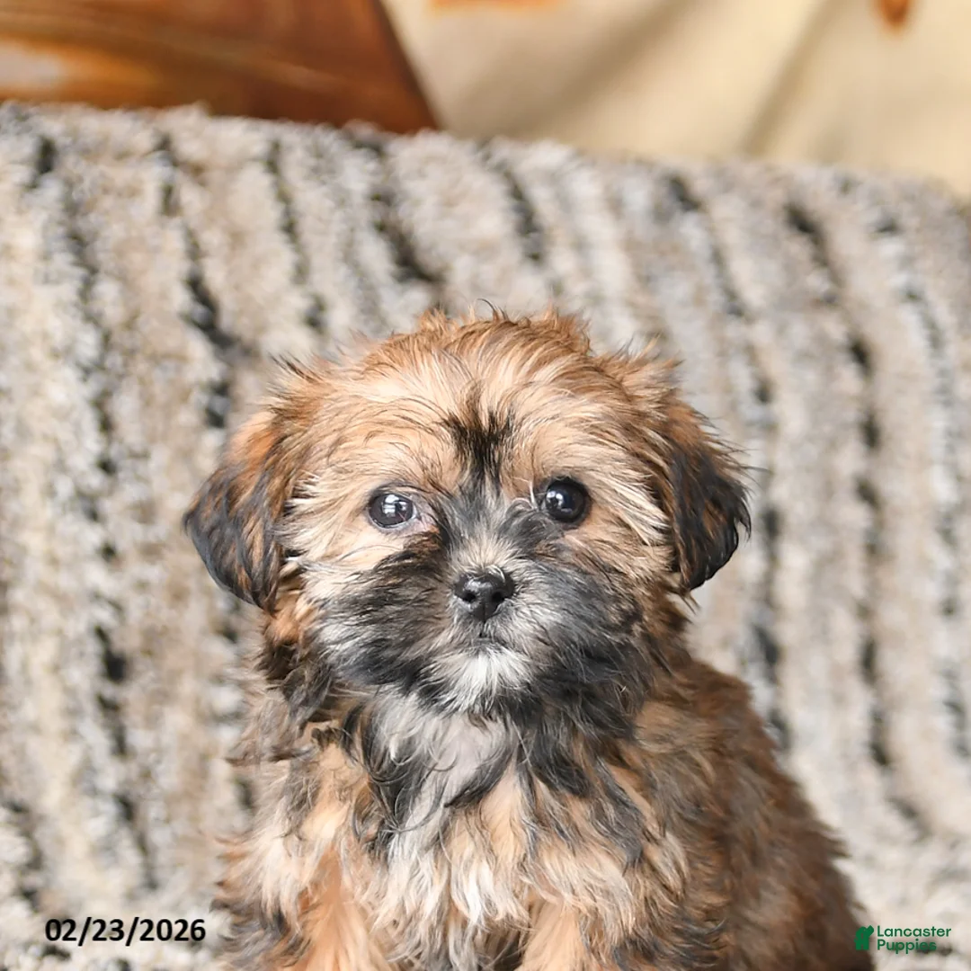 Shorkie dogs for sale: Justin - Ad 2