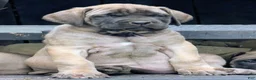 English Mastiff dogs for sale: English Mastiff Puppy 4 - Ad 7