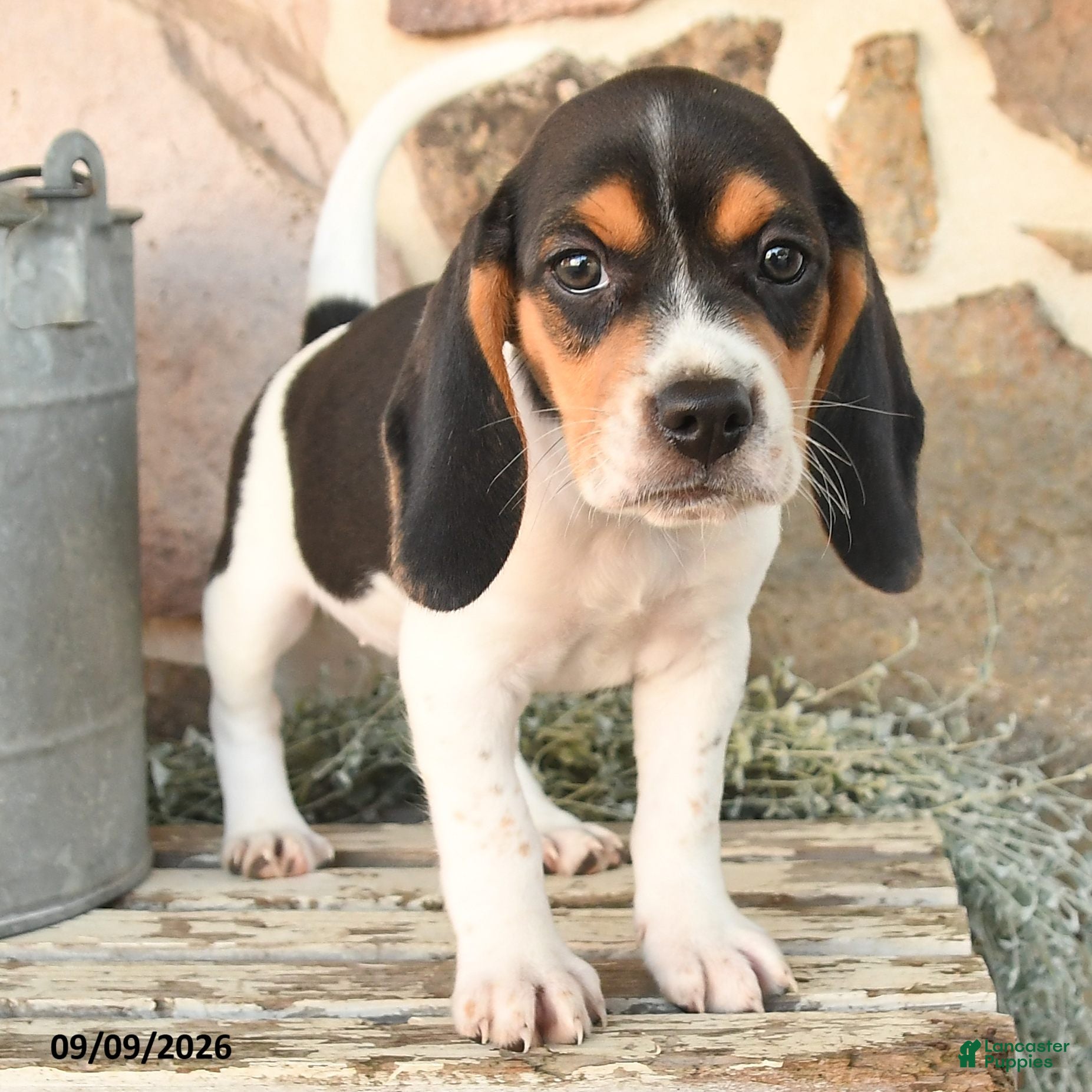 Beagle dogs Molly - Ad 2
