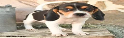 Beagle dogs for sale: Molly - Ad 2